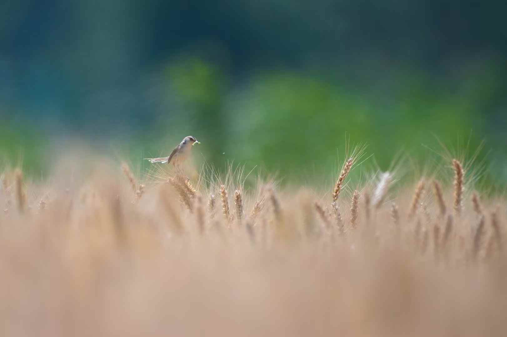 journal photo