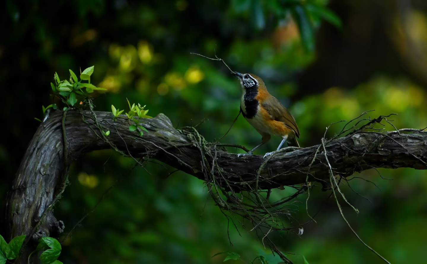 journal photo