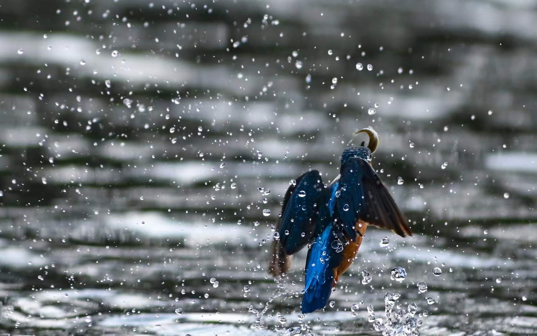 Common Kingfisher