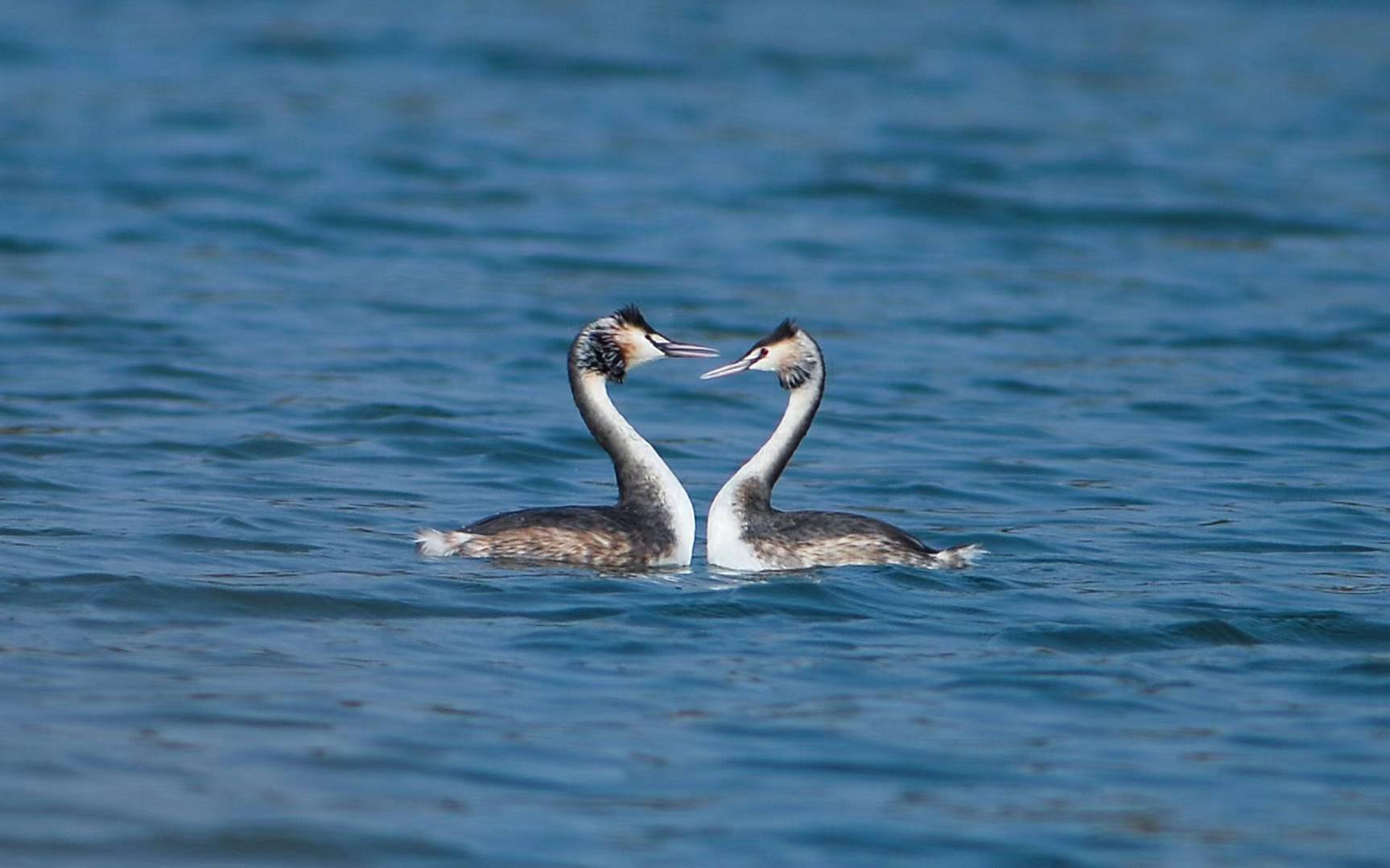 Great Crested Grebes