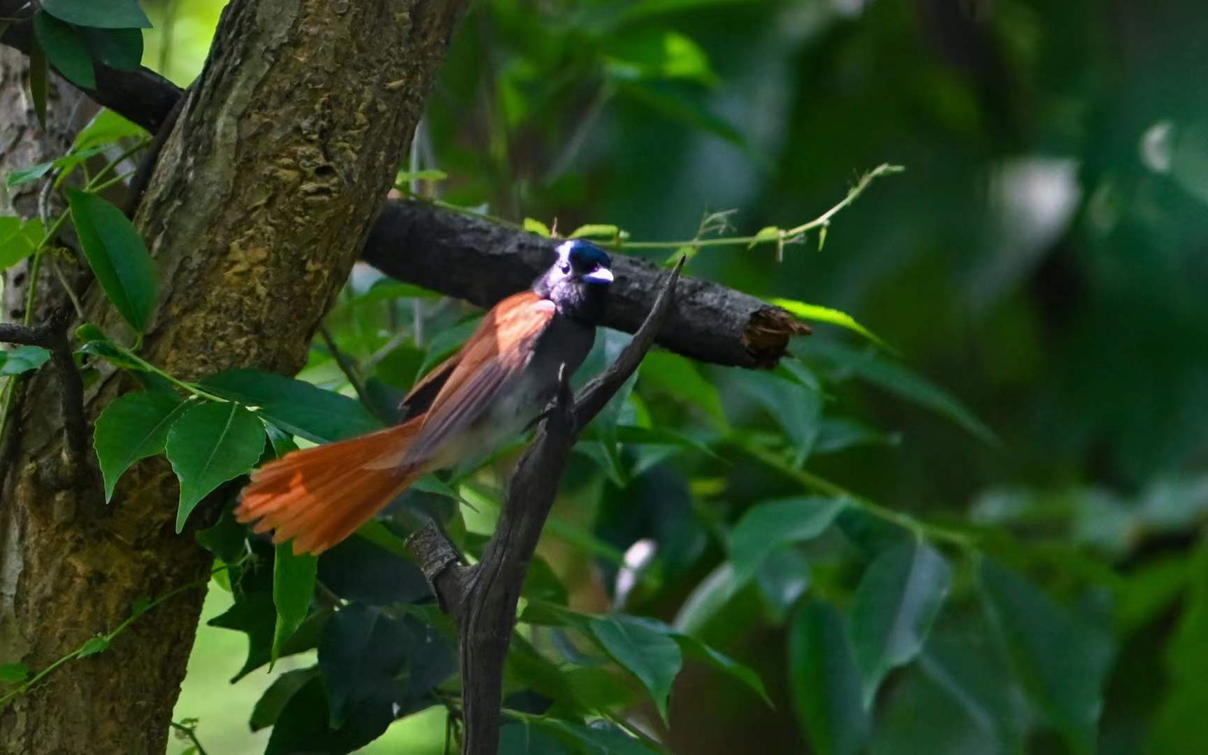 Asian Paradise Flycatcher
